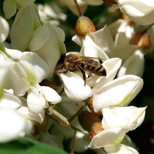 pszczoła na akacji